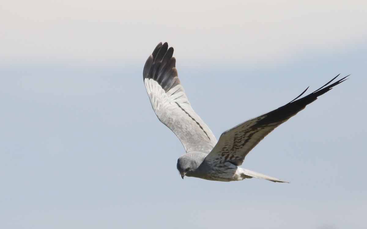 Montagu's Harrier - ML422685791