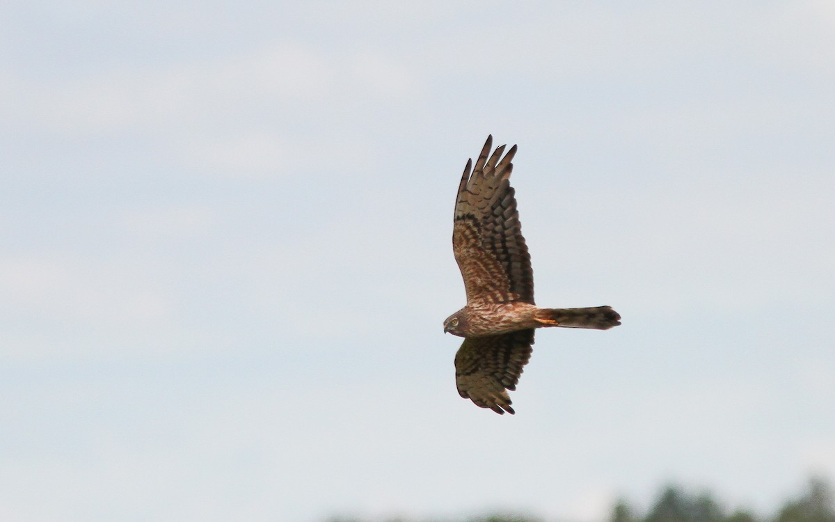 Montagu's Harrier - ML422686031