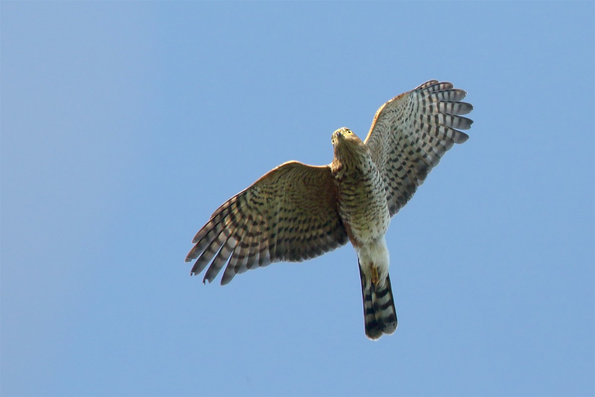 Sharp-shinned Hawk - ML422686791