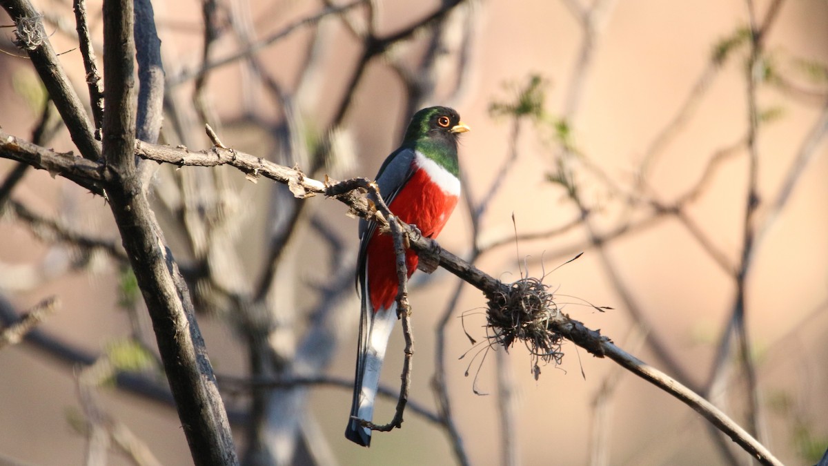 Elegant Trogon - ML422690541