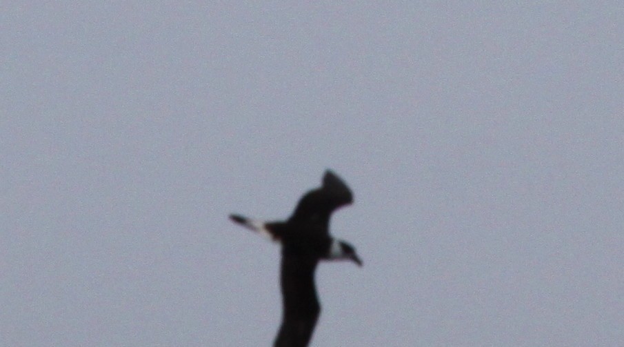 Black-capped Petrel - ML42269081