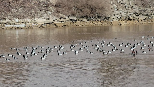 Greater Scaup - ML422690991