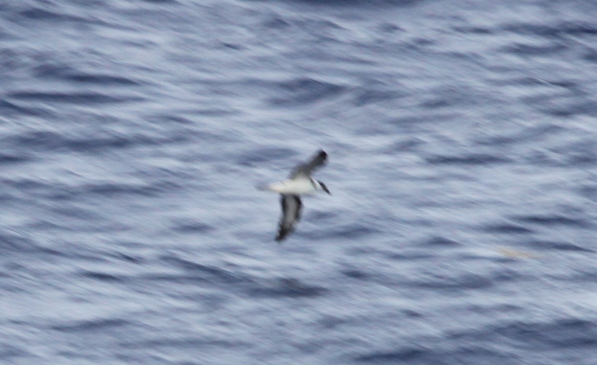 Black-capped Petrel - ML42269101