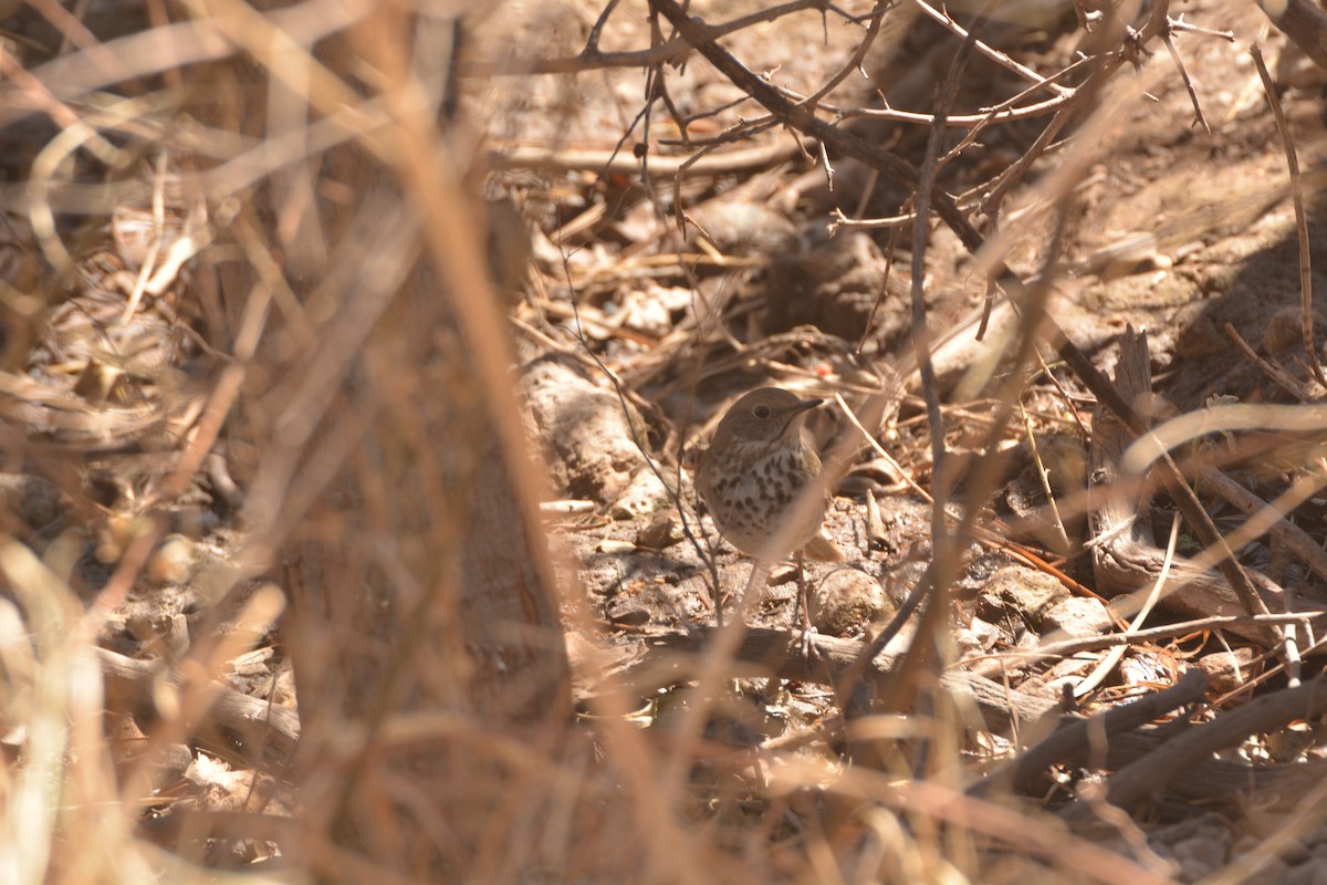 Hermit Thrush - ML422692621