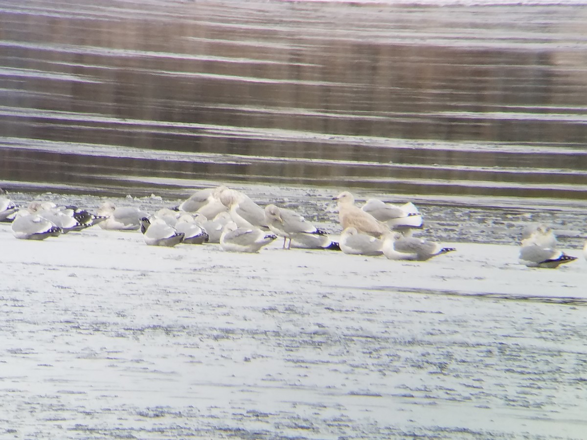 Iceland Gull (kumlieni/glaucoides) - ML42269281