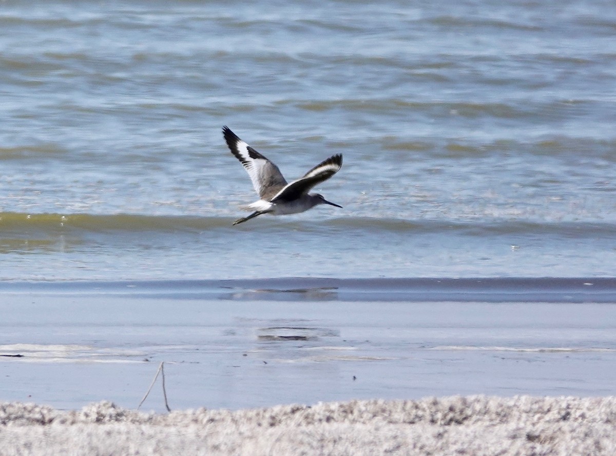 Willet - Susan Myrland