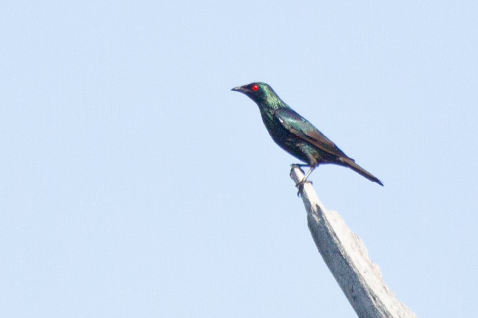 Short-tailed Starling - ML422694721