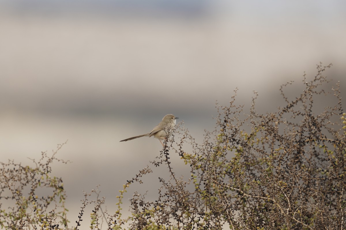 Delicate Prinia - ML422694781