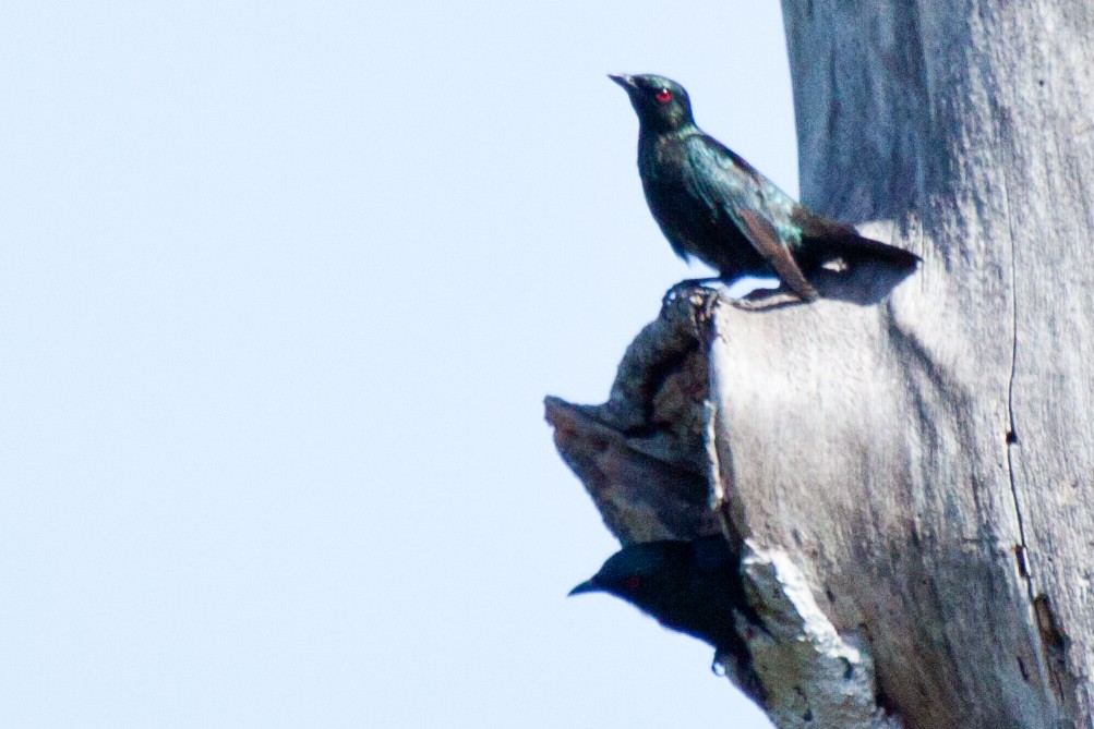 Short-tailed Starling - ML422694811