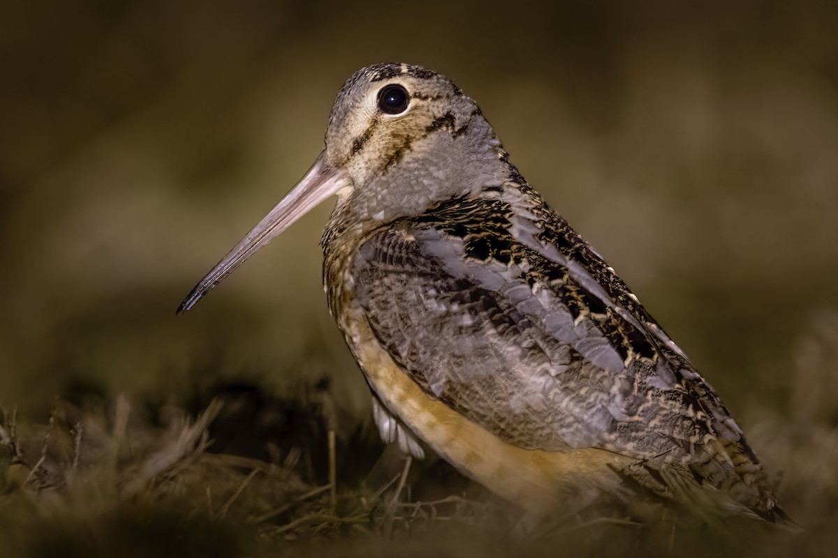 American Woodcock - ML422695651