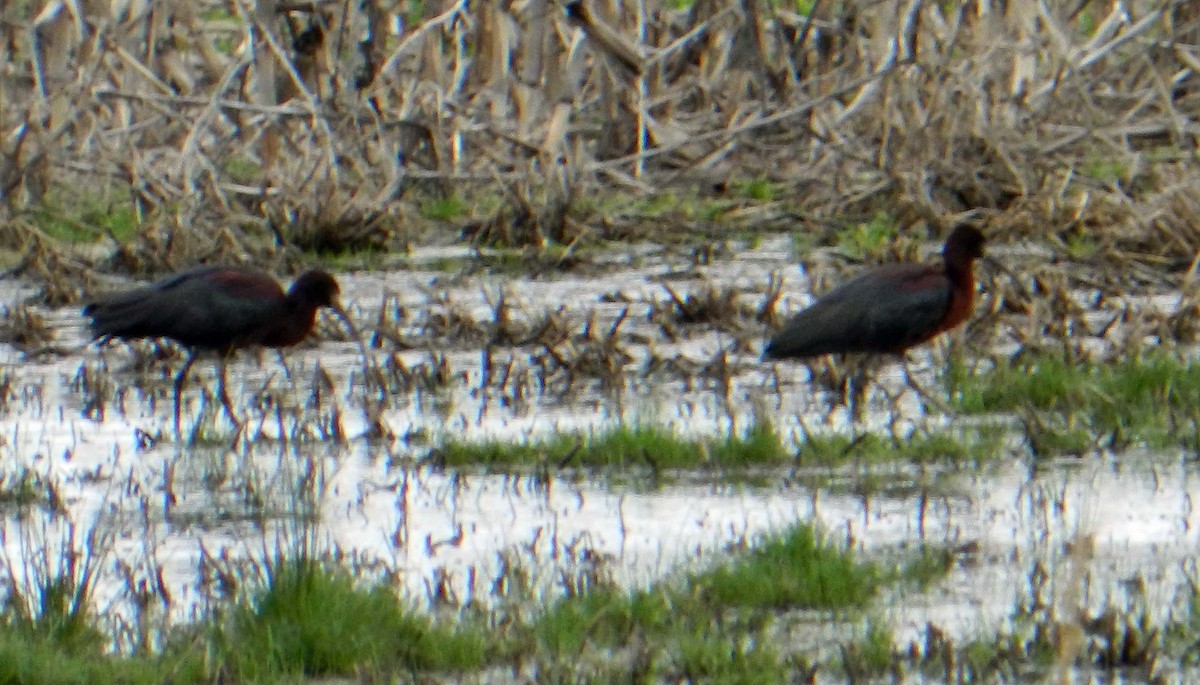 Glossy Ibis - ML422696871