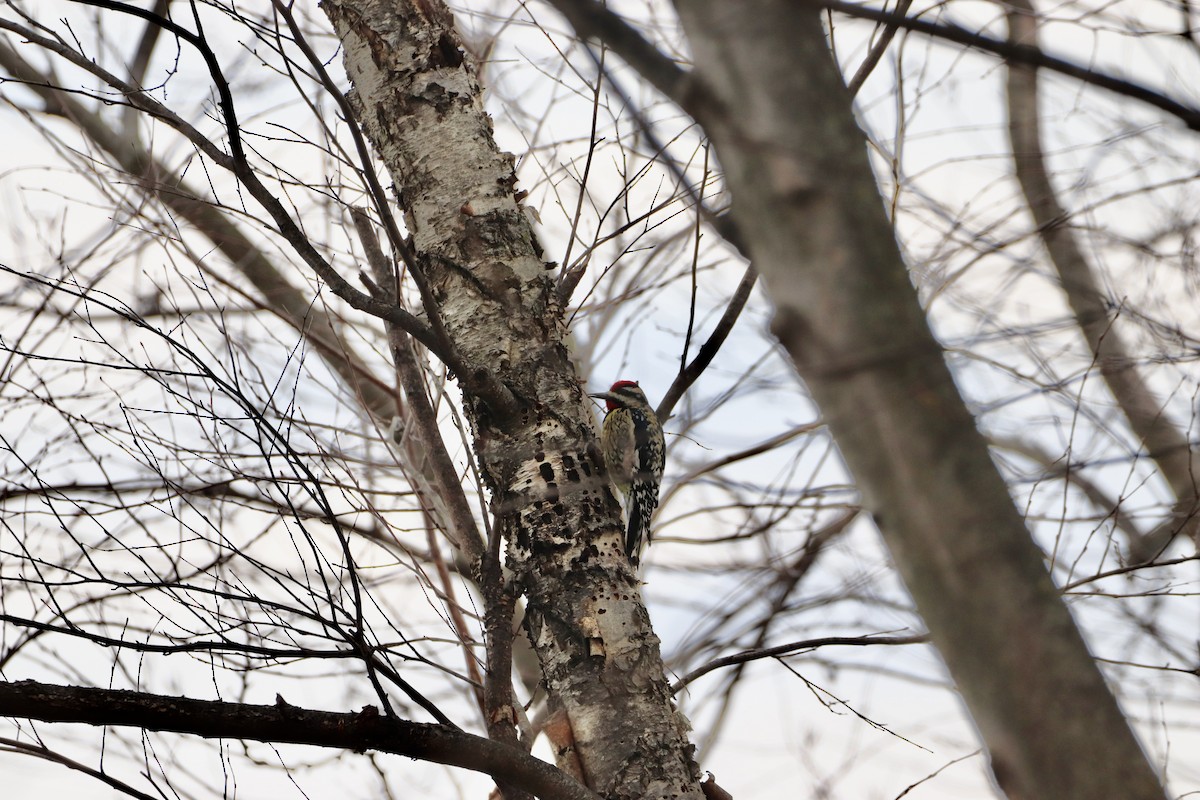 Yellow-bellied Sapsucker - ML422698231
