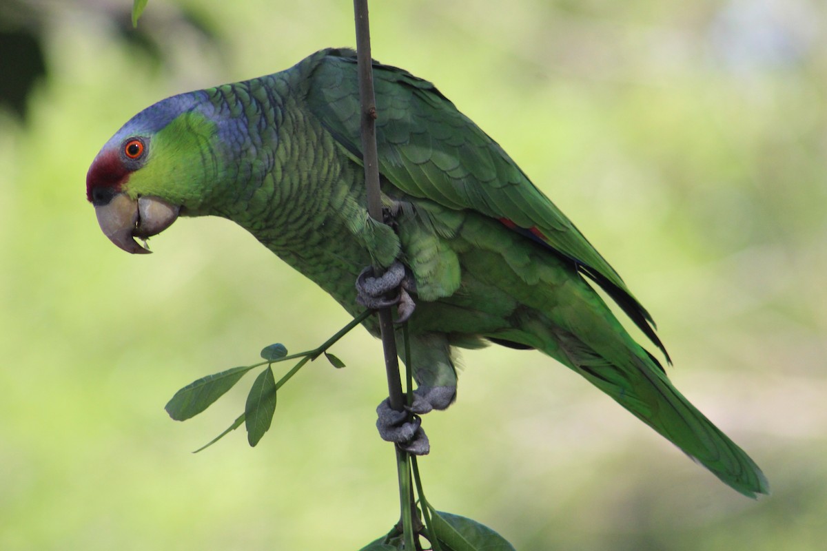 Lilac-crowned Parrot - ML422698391