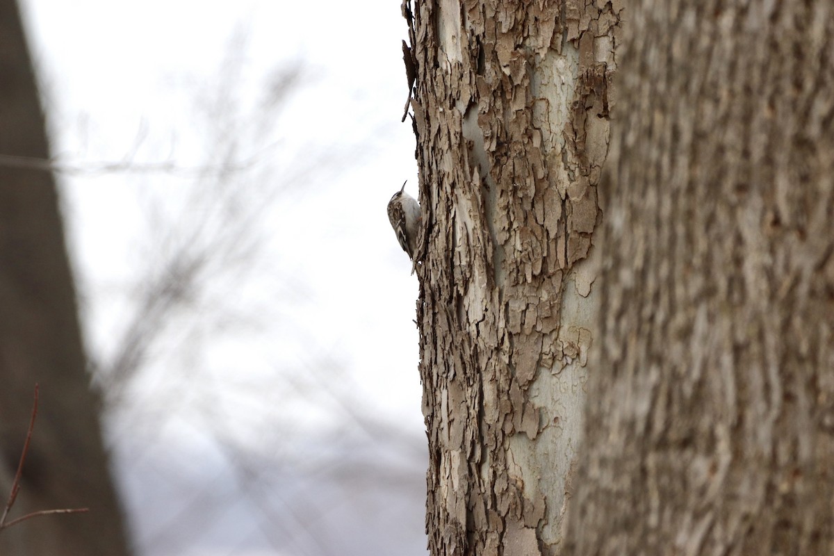 Brown Creeper - ML422698431