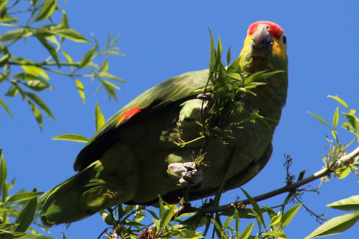 Red-lored Parrot - ML422699011