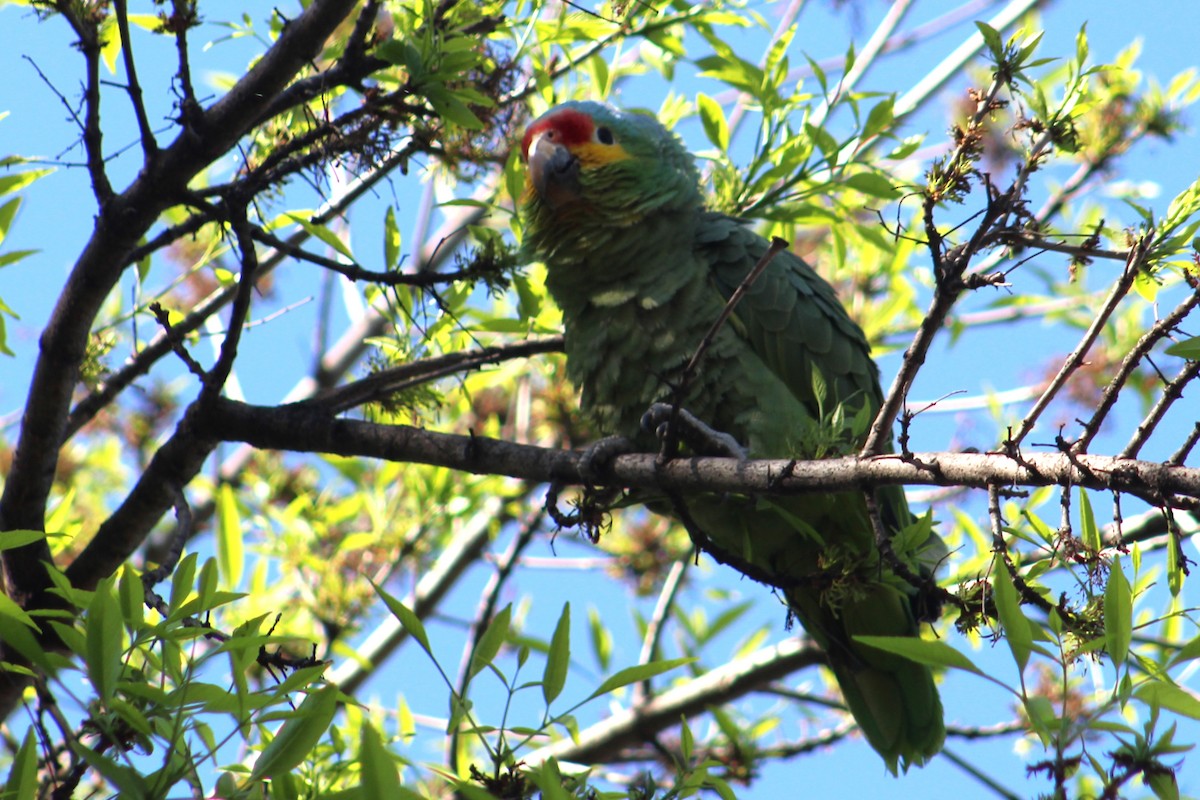 Red-lored Parrot - ML422699061