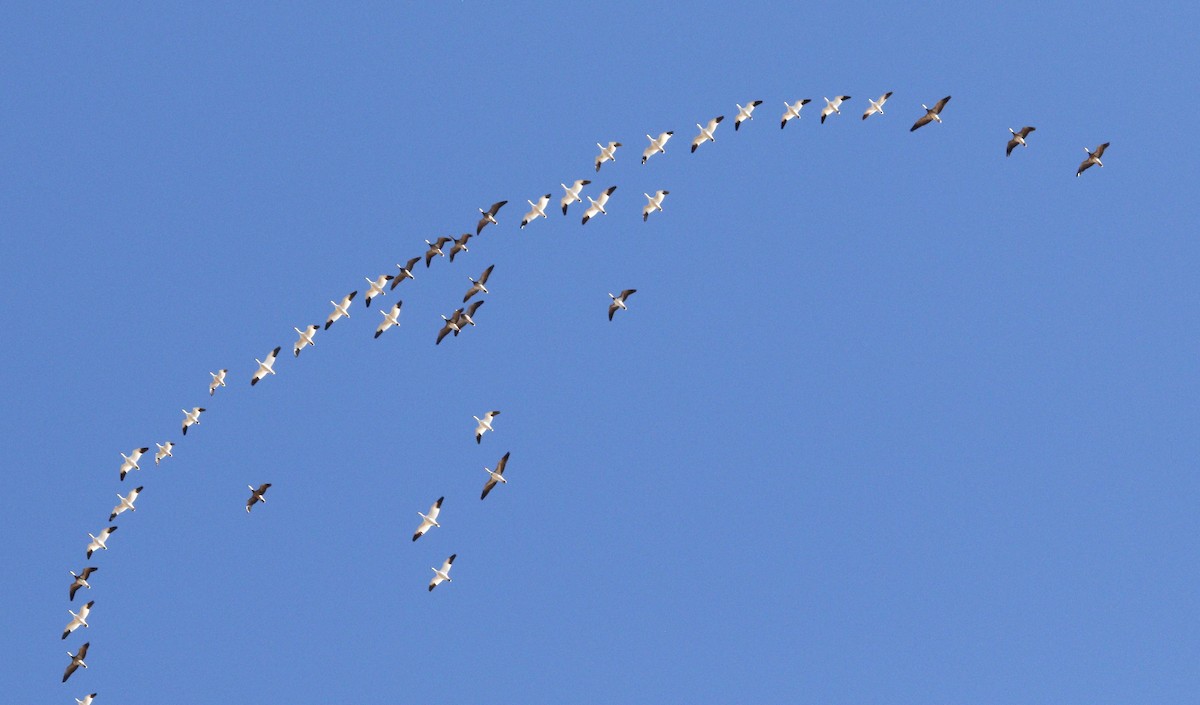 Snow Goose - Becky Lutz