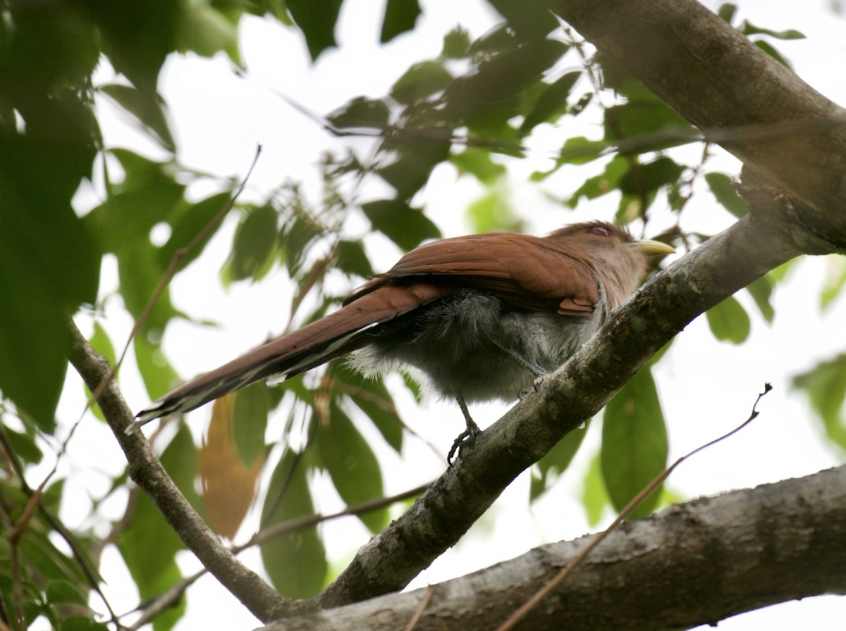 Squirrel Cuckoo - ML422703211