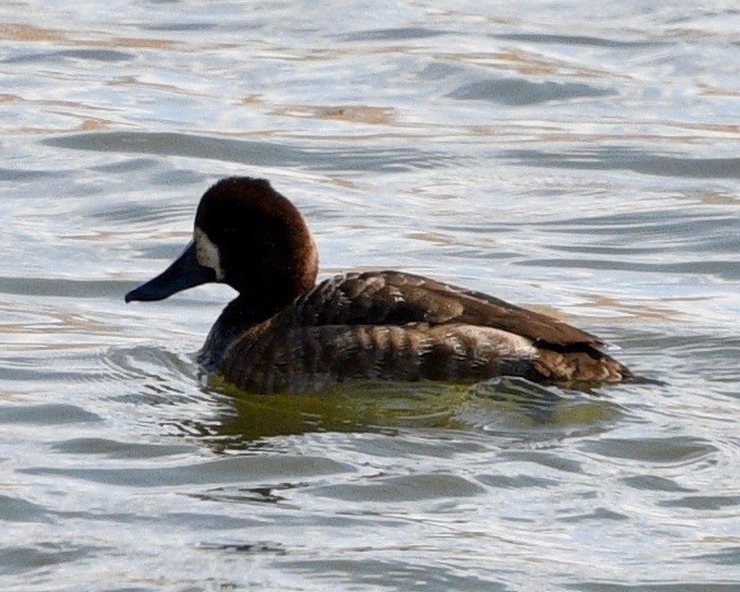 Lesser Scaup - ML422703341