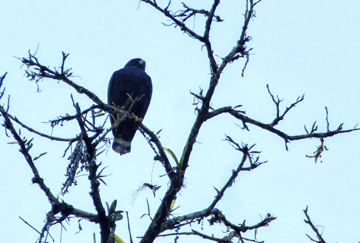 Short-tailed Hawk - Rowan Gibson