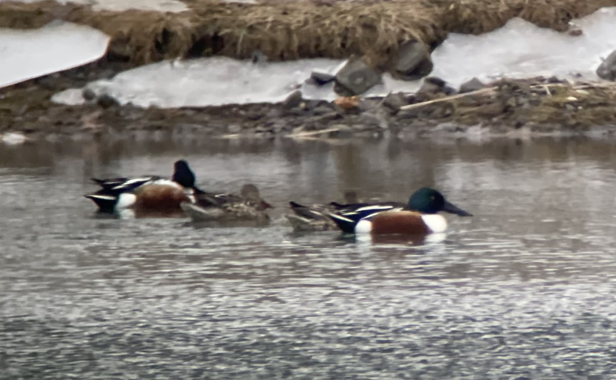 Northern Shoveler - ML422704171