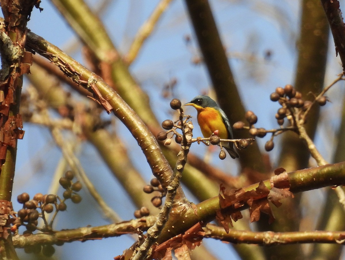 Tropical Parula (Middle American) - ML422704641