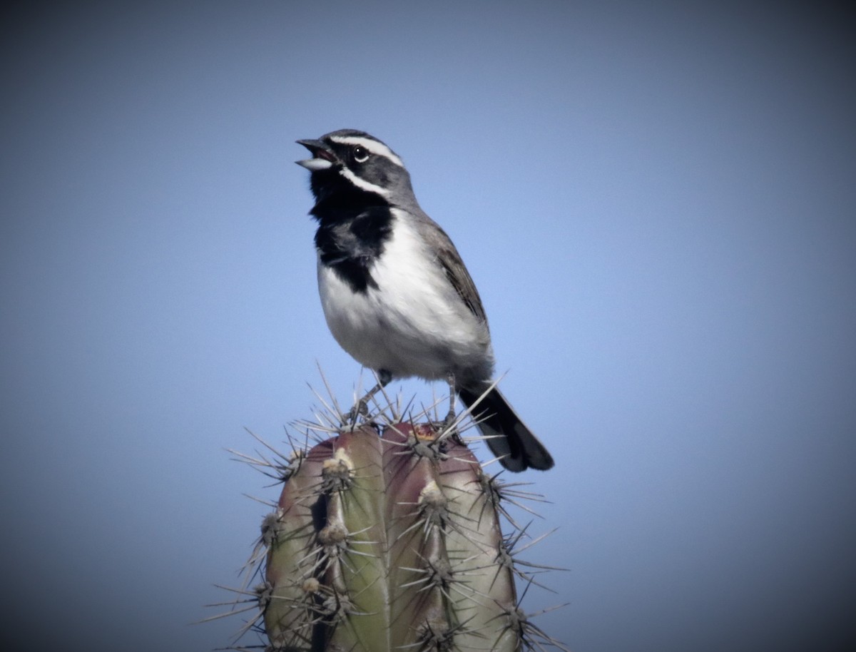 Black-throated Sparrow - ML422707121