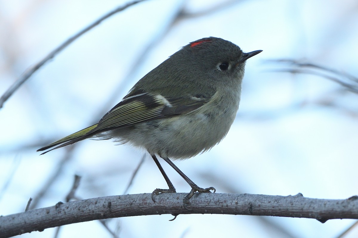 Ruby-crowned Kinglet - ML422707771