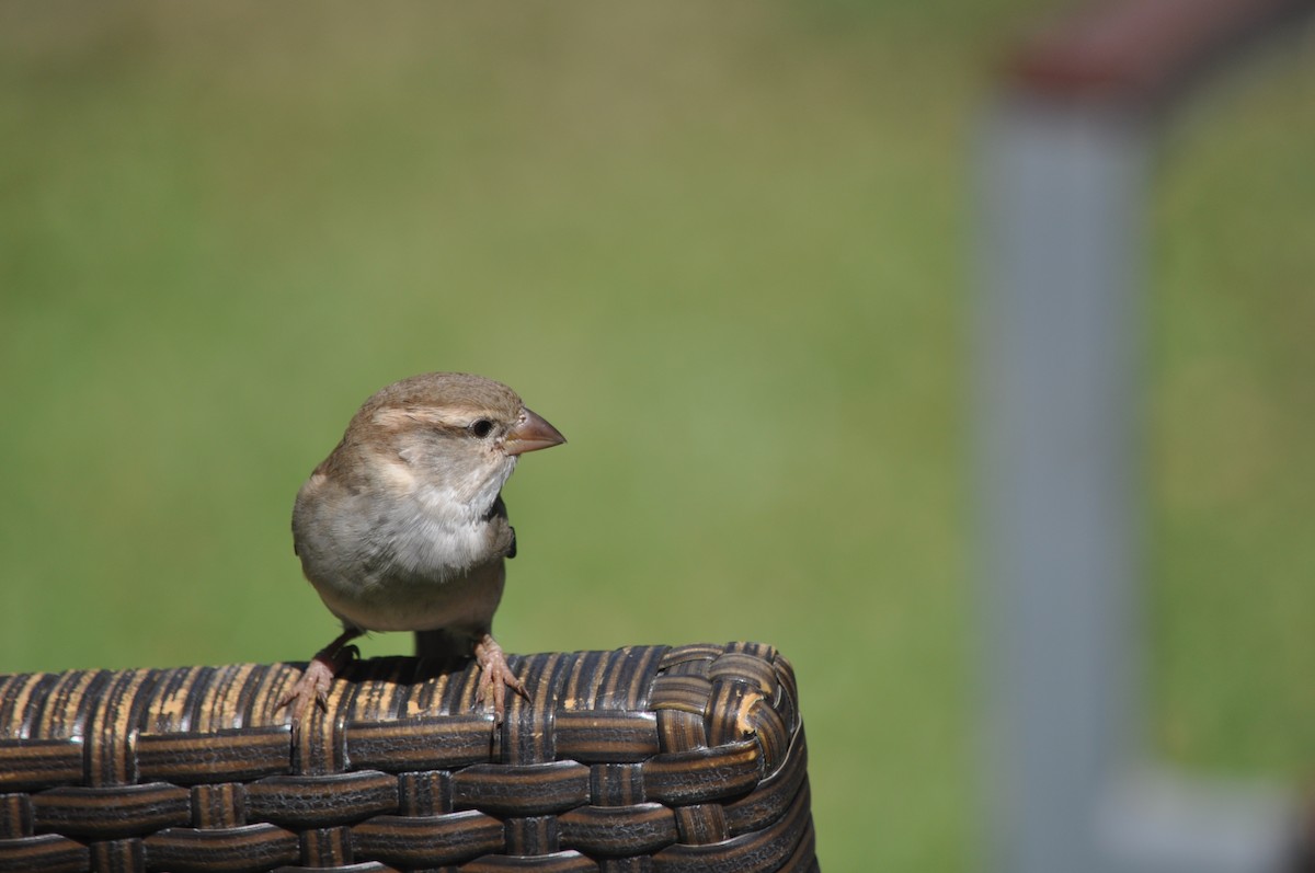 Оронгийн бор шувуу - ML42270801