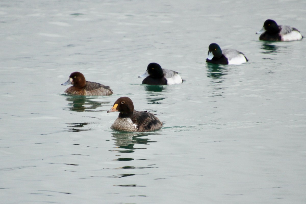 King Eider - ML422709541