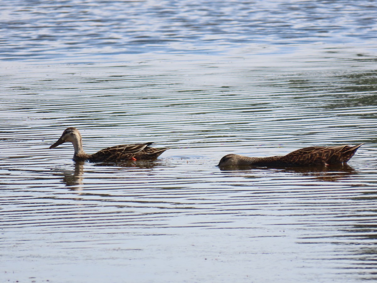 Mottled Duck - Michael Robertson