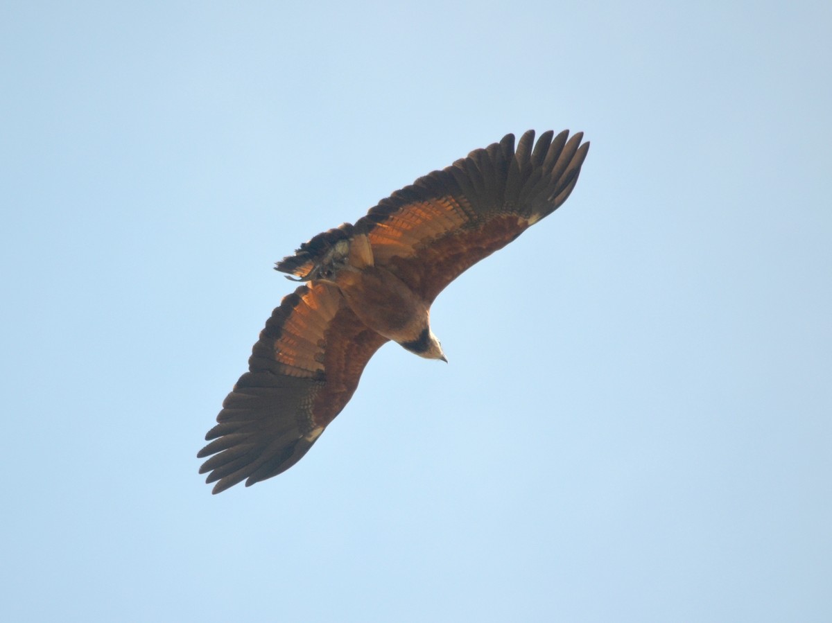 Black-collared Hawk - ML422710841