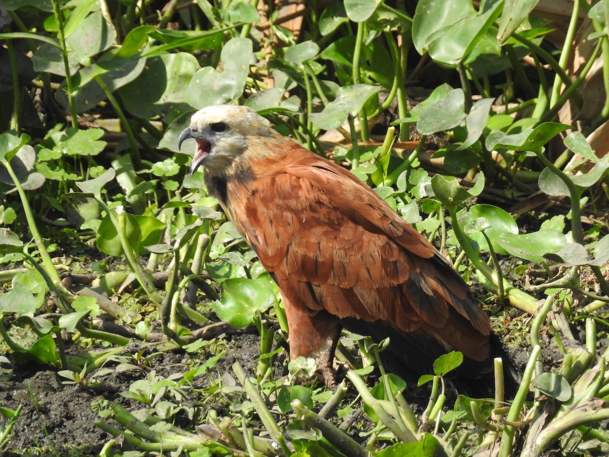 Black-collared Hawk - ML422710861