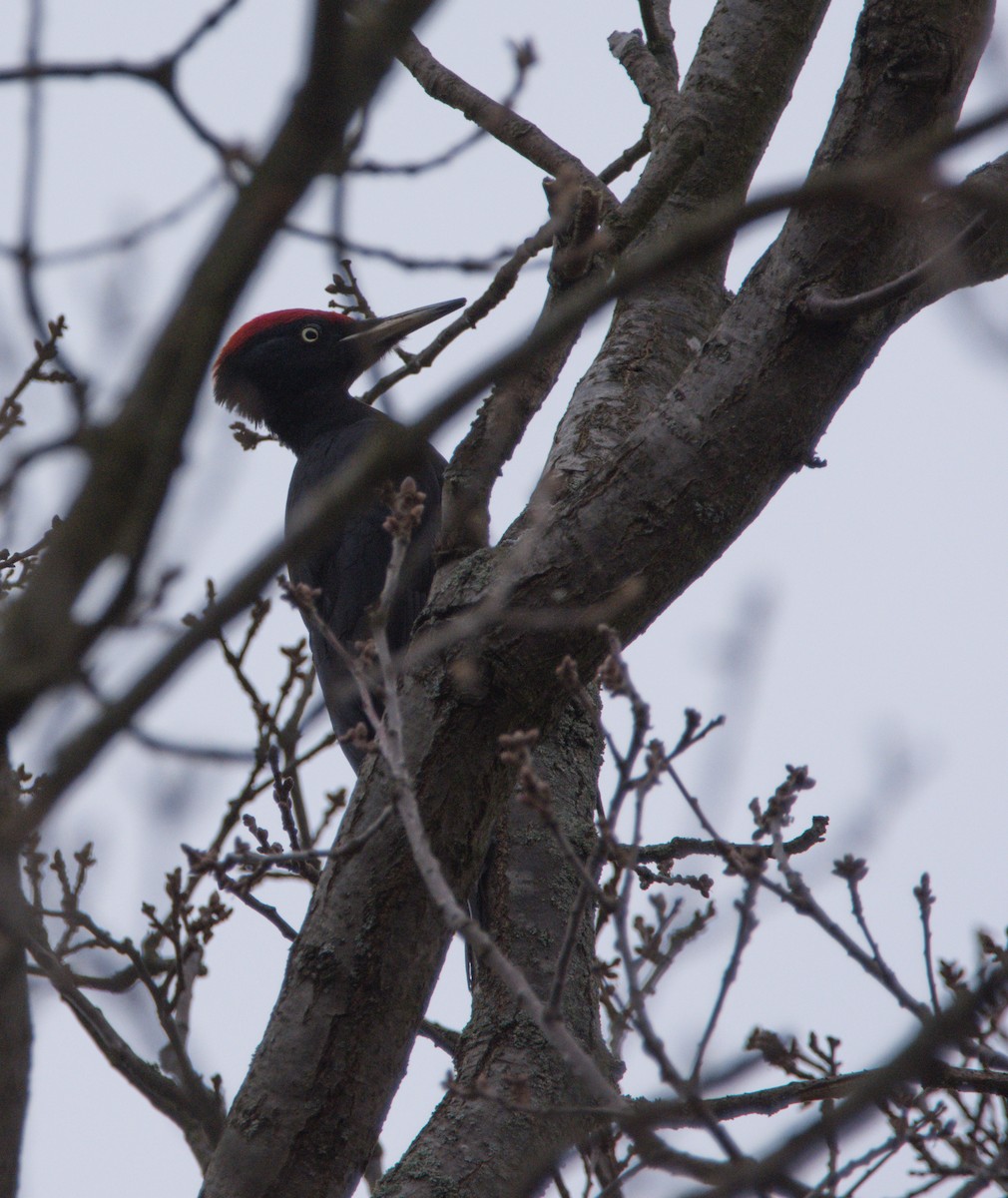 Black Woodpecker - Berrit Gartz