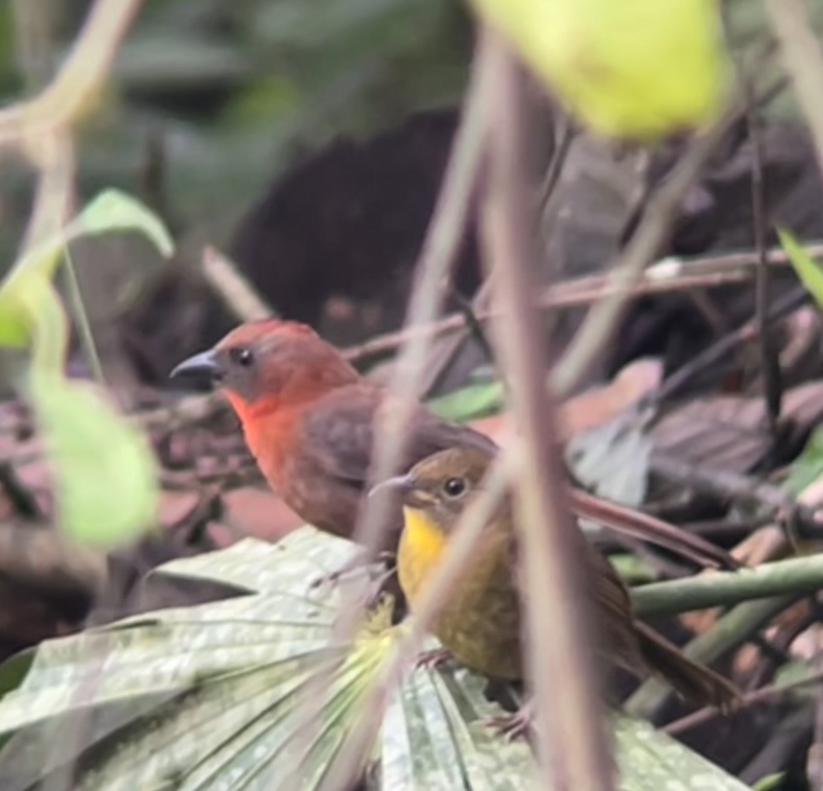Red-throated Ant-Tanager - ML422711681