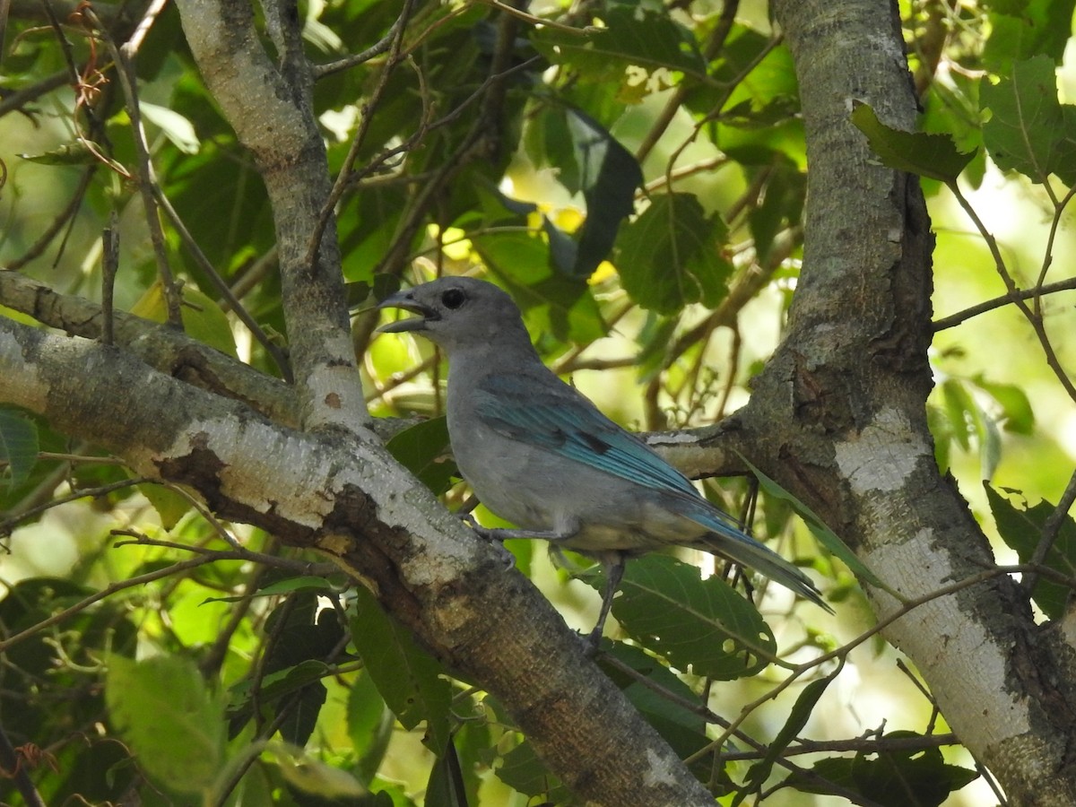 Sayaca Tanager - ML422712231