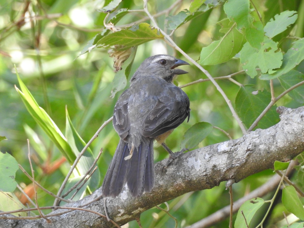 Bluish-gray Saltator - ML422712261