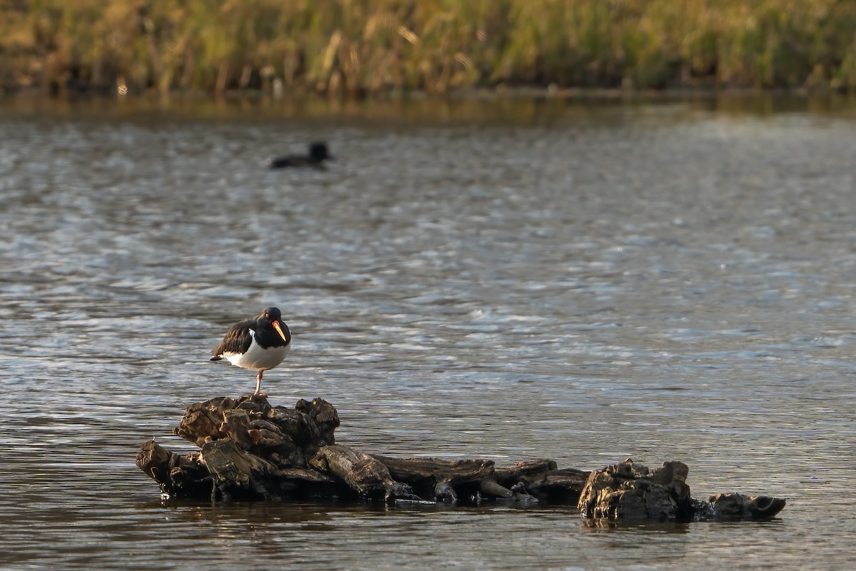 Eurasian Oystercatcher - ML422713731