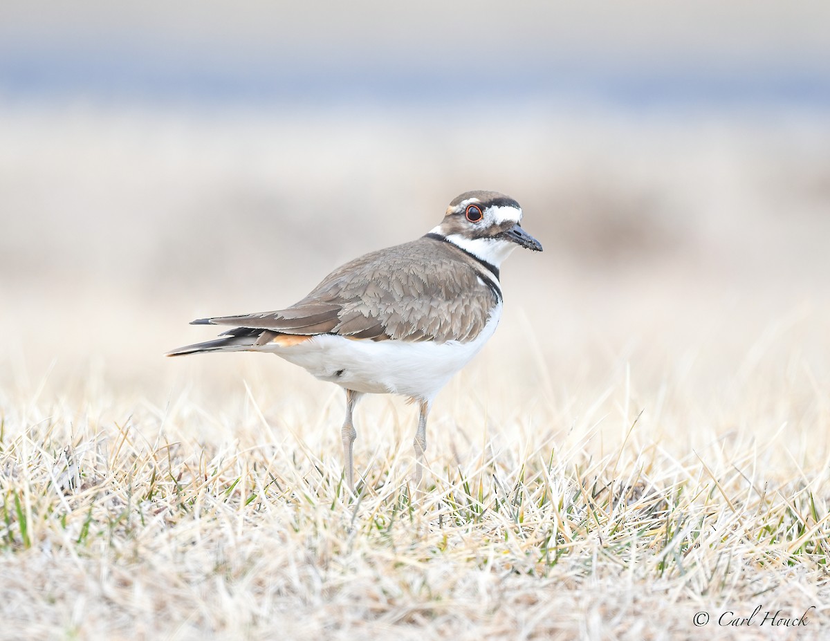 Killdeer - ML422713871