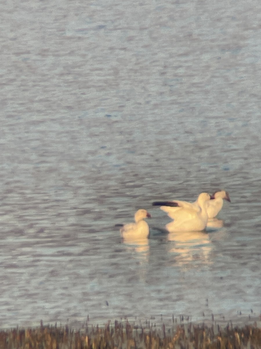 Snow Goose - ML422714321