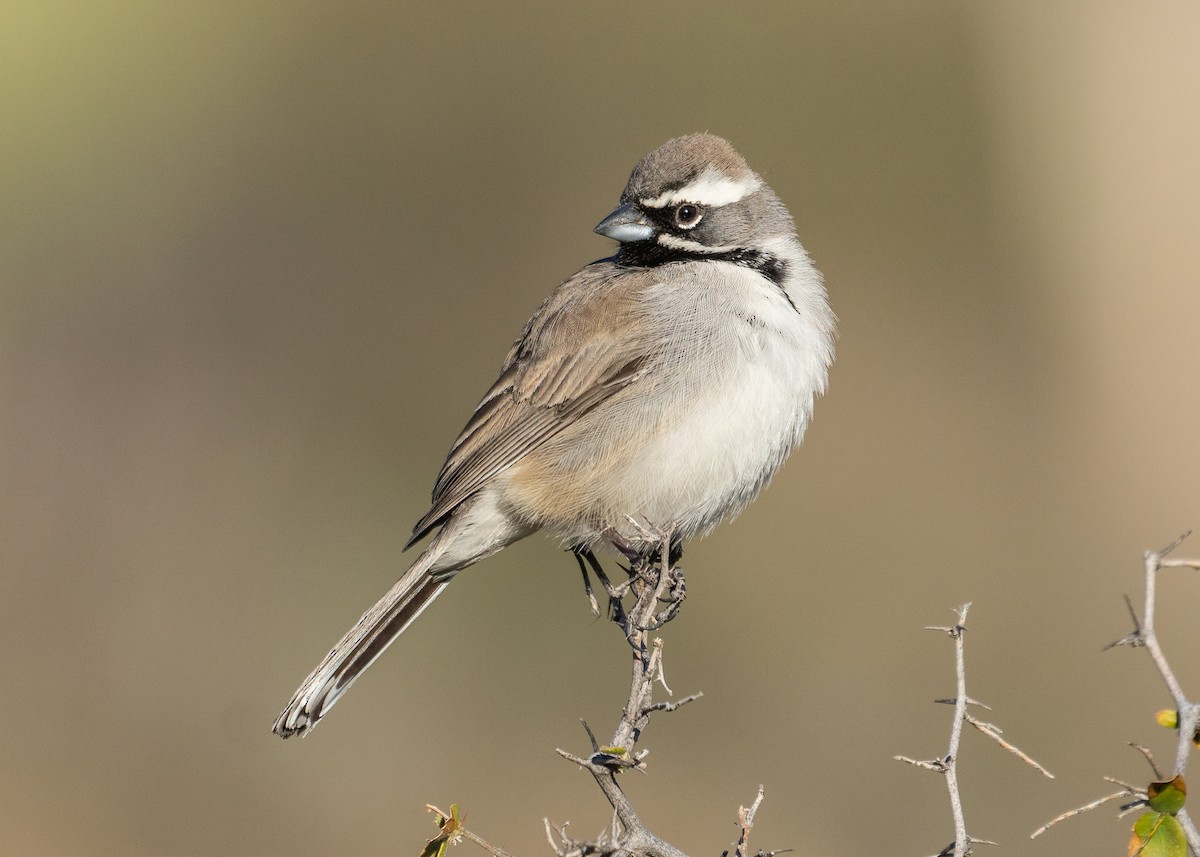 Black-throated Sparrow - Patrick Van Thull