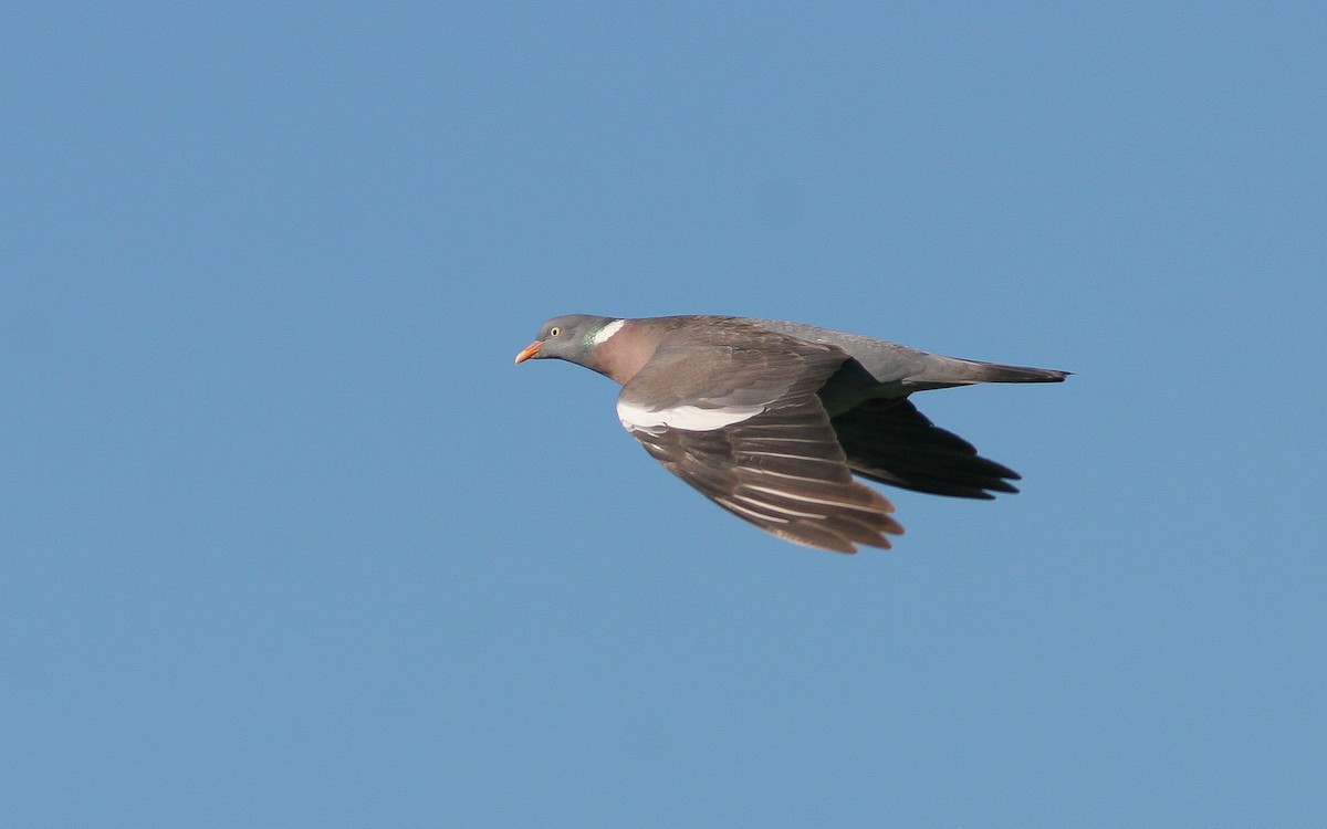 Common Wood-Pigeon - ML422716041