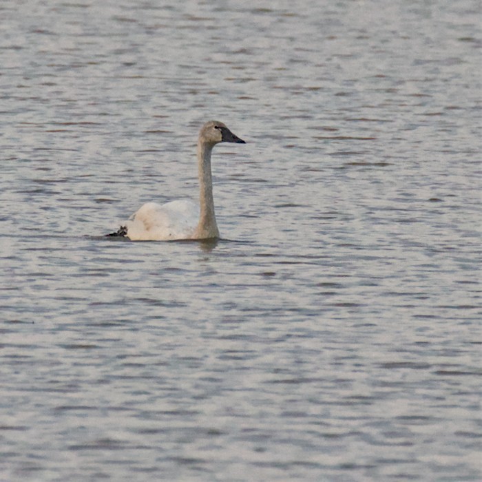 Tundra Swan - ML422716611
