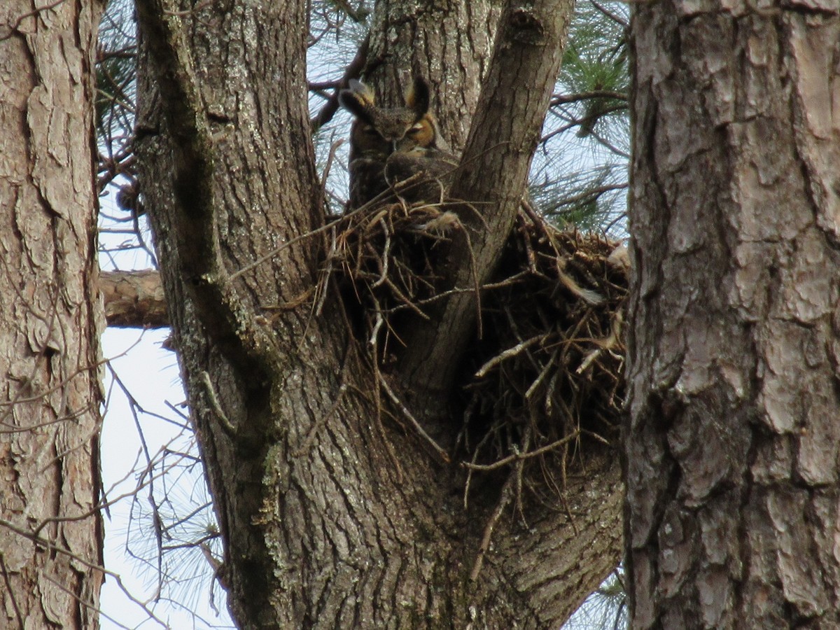 Great Horned Owl - ML422717191