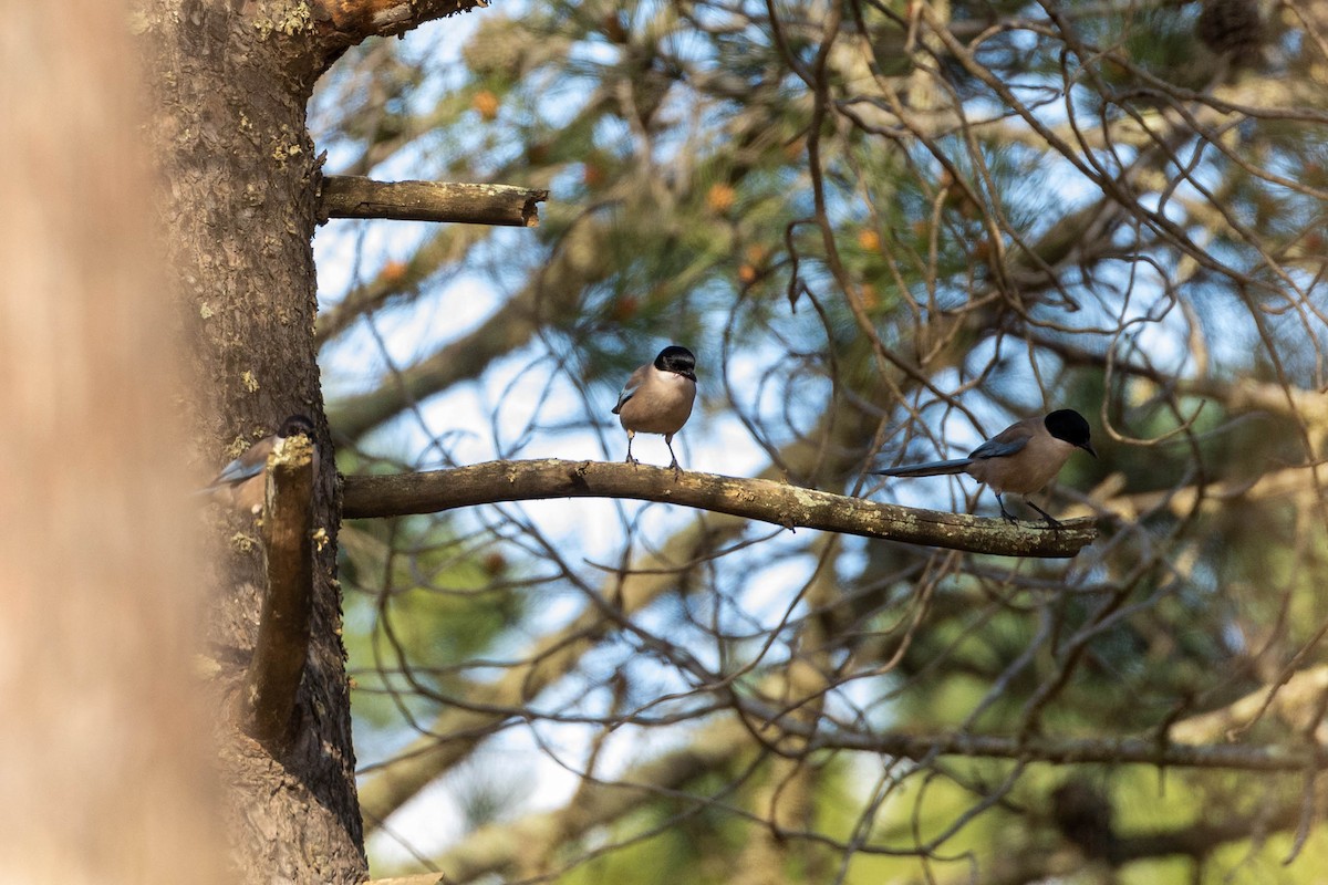 Iberian Magpie - ML422717431