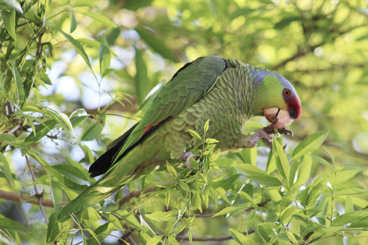 Lilac-crowned Parrot - ML422717861