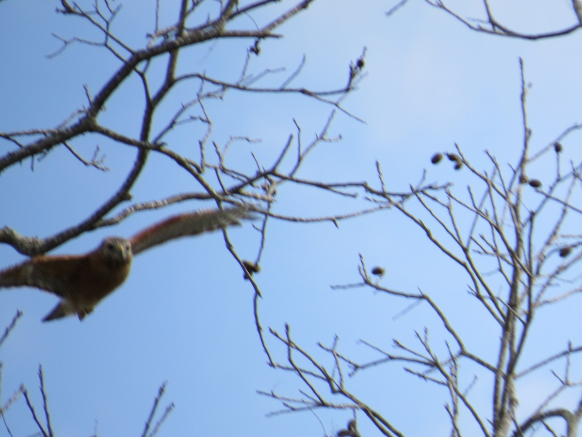 Red-shouldered Hawk - ML422717911