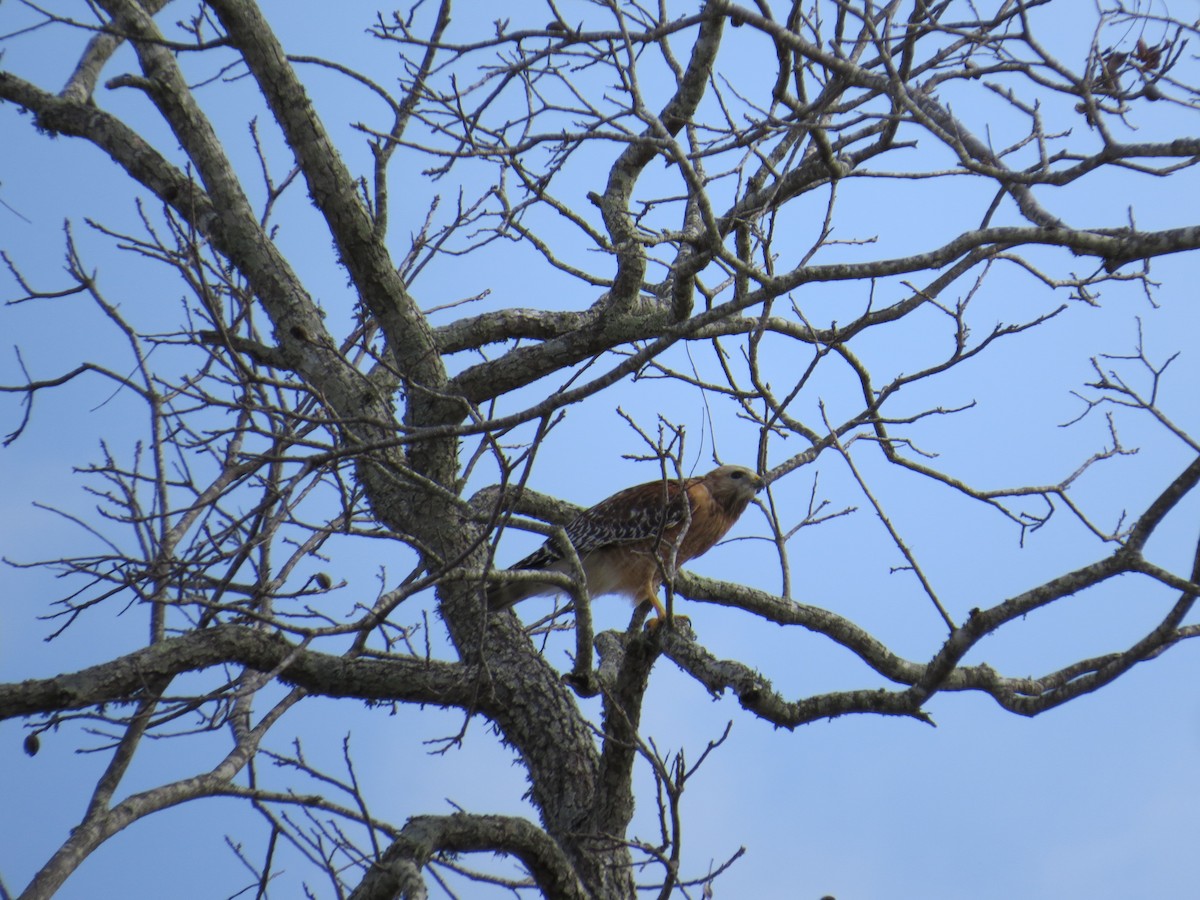 Red-shouldered Hawk - ML422717921
