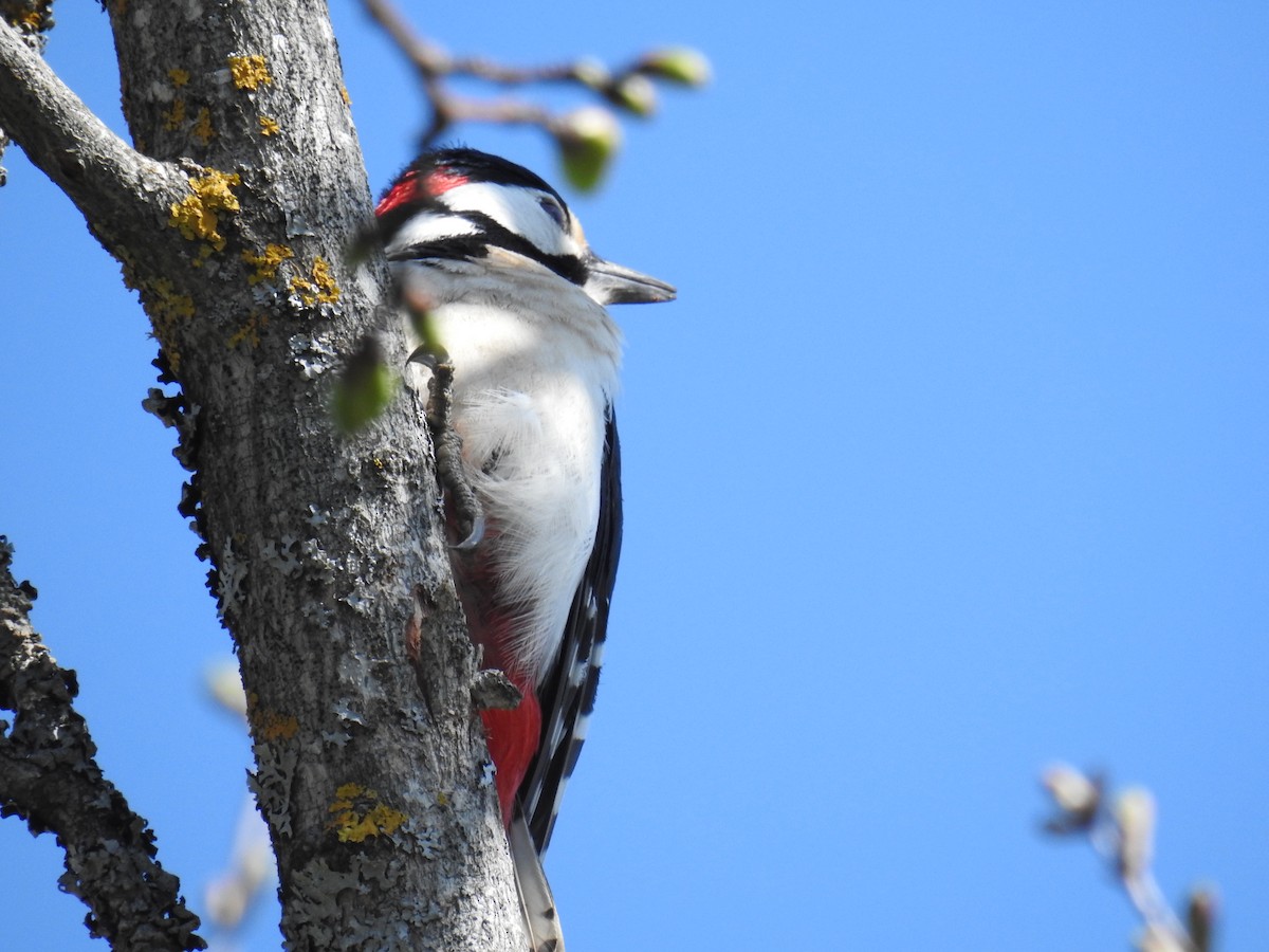 Great Spotted Woodpecker - ML422717971