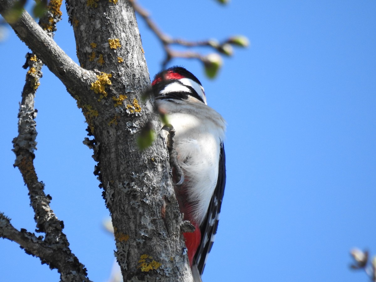 Great Spotted Woodpecker - ML422718011